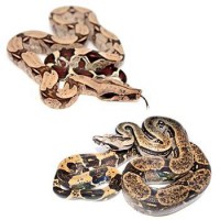 Boa imperator / Boa constrictor 