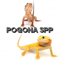 Pogona vitticeps/ Pogona henrylawsoni / Agames barbus