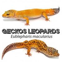 Geckos léopards - Eublepharis macularius