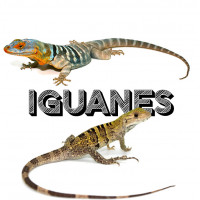 Iguanes à Lyon - Bebesaurus animalerie en ligne