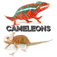 Caméléons - Bebesaurus