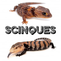 Scinques - Bebesaurus (Lyon)