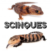 Scinques