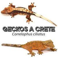Correlophus ciliatus / Geckos à crête