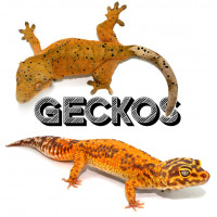 Geckos - Bebesaurus - Animalerie spécialisée reptile