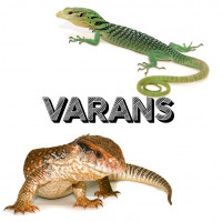 Varans - Bebesaurus