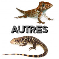 Autres lézards