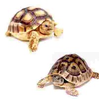 Tortues terrestres - Tortues de jardin