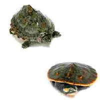 Tortues aquatiques