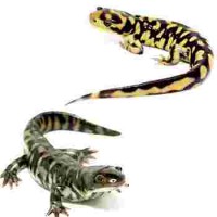 Salamandres