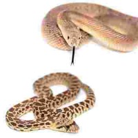Pituophis sspp / Serpents taureaux - Serpents des pins 