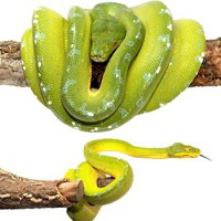 Morelia azurea (viridis) / Pythons verts