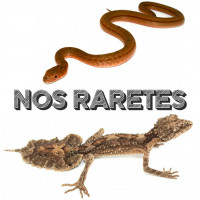 - Nos raretés -