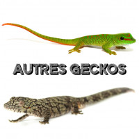 Autres espèces de geckos - Bebesaurus