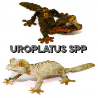 Uroplatus spp - Geckos à queue feuille