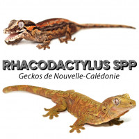 Rhacodactylus spp - Geckos de Nouvelle-Calédonie