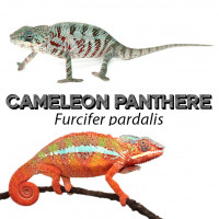 Furcifer pardalis - Caméléon panthère