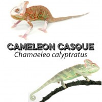 Chamaeleo calyptratus - Caméléons casqué du Yemen