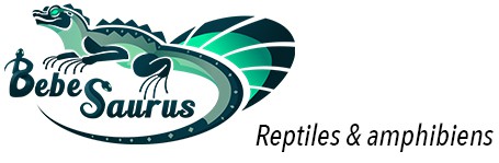 Bebesaurus animalerie spécialisée en reptiles à Lyon