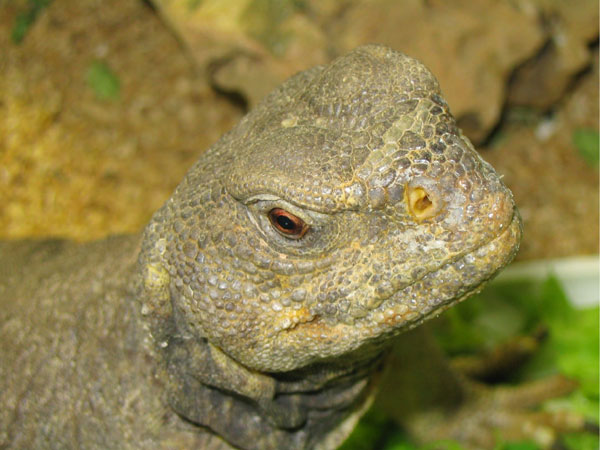 Uromastyx%20aegyptia%20aegyptia%20(2)