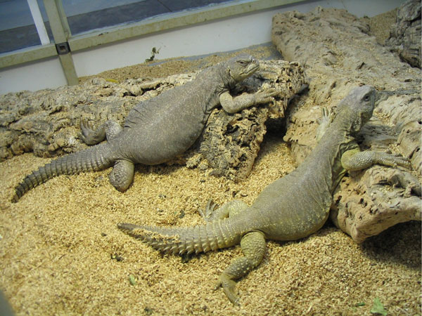 Uromastyx%20aegyptia