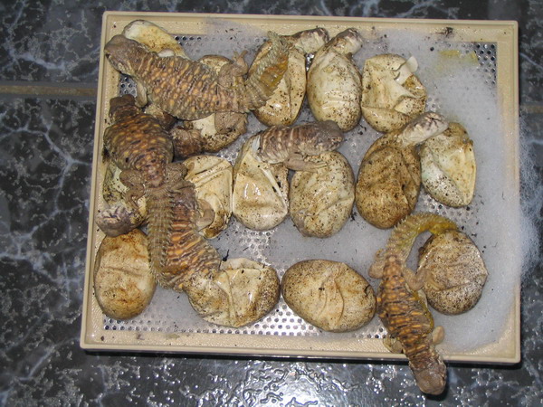 captive%20bred%20spiny%20tail%20lizard