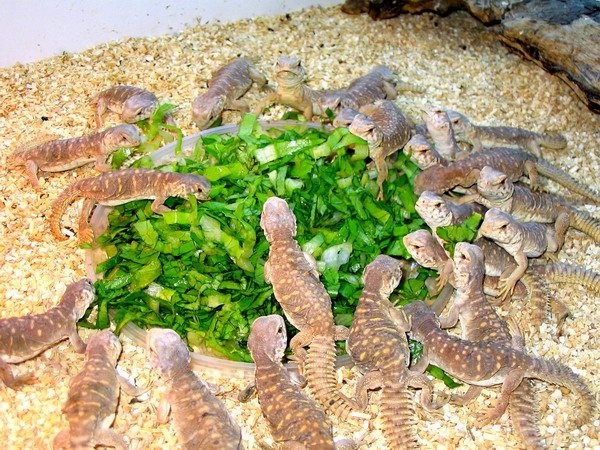 feeding%20Uromastyx