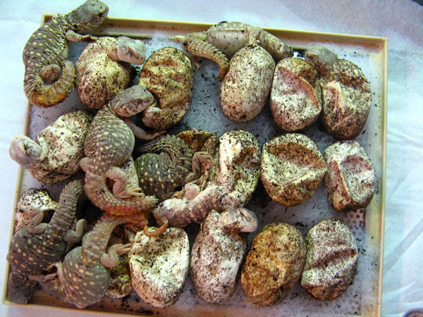 naissance%20aegyptia%20bebesaurus