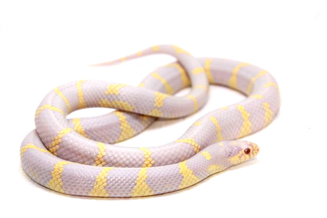 Fiche D levage Lampropeltis Getulus Californiae Serpent Roi De 