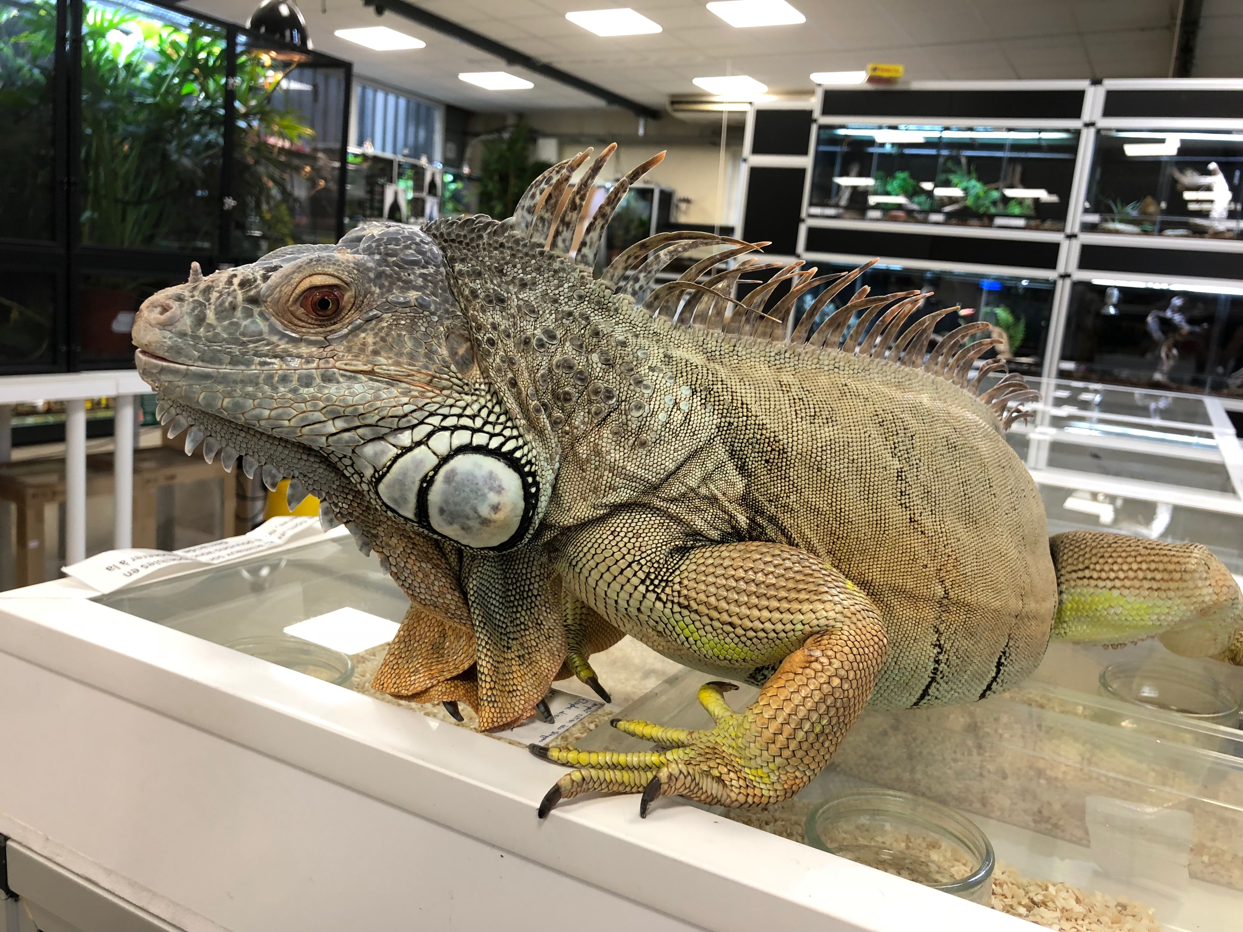 Fiche D Elevage Iguane Vert Iguana Iguana Fiche D Elevage Iguane Vert Iguana Iguana