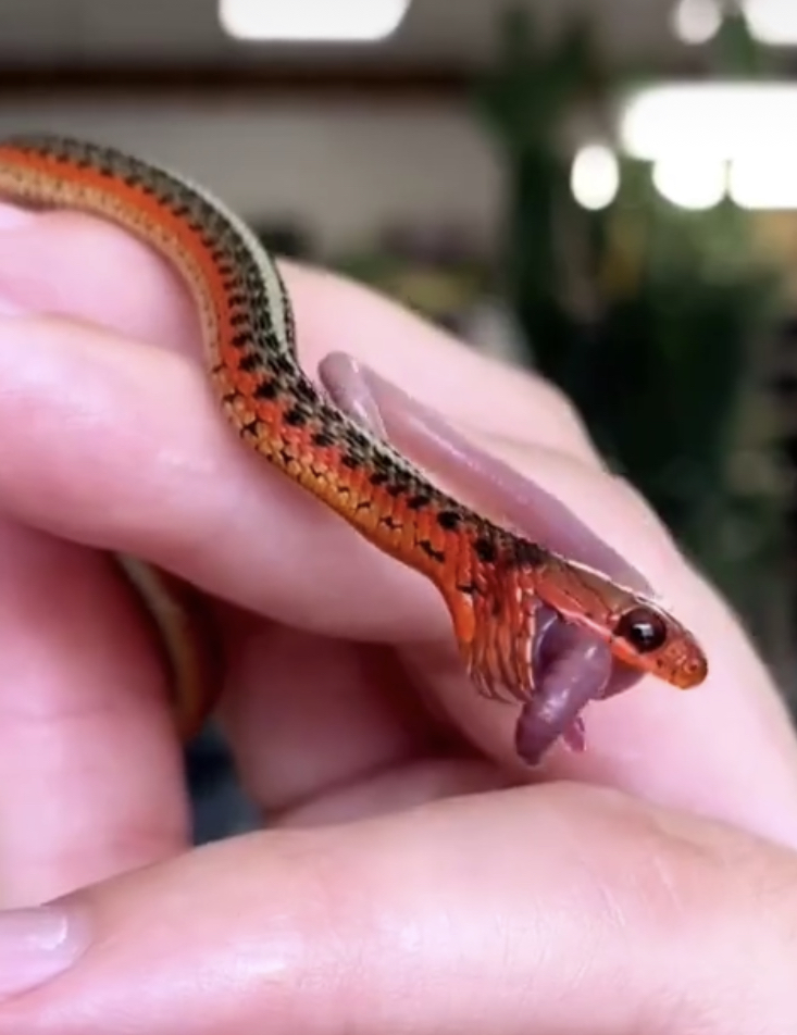 Tutoriel Nourrir Un Serpent Tutoriel Nourrir Un Serpent