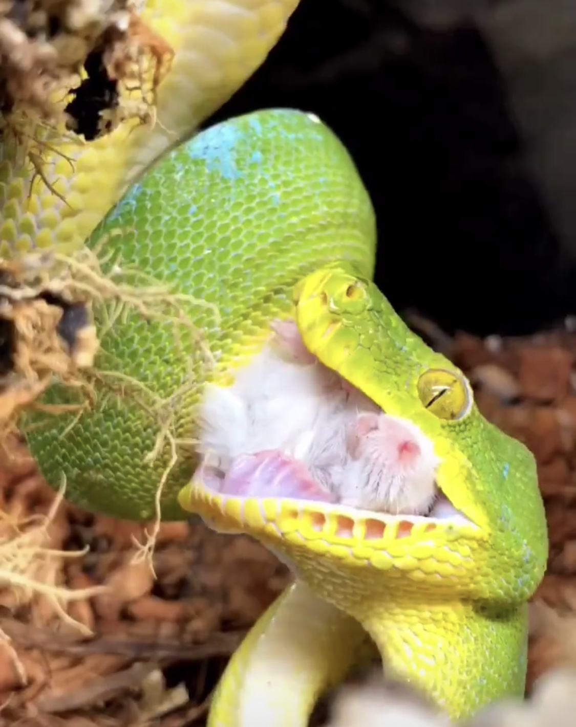 Pataugeoire Pour Les Enfants Avec Serpent Vert Qui Est De L'eau De