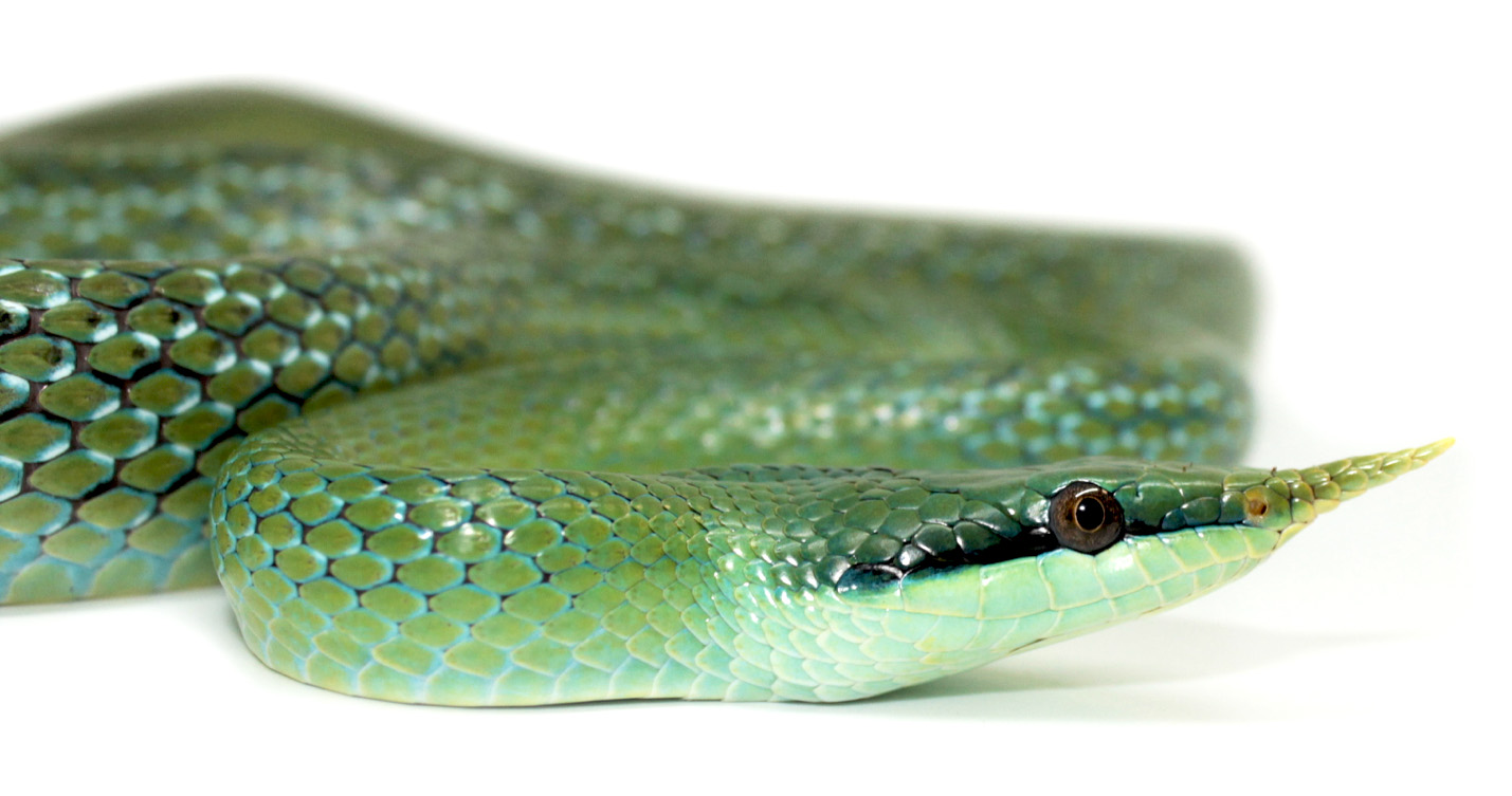 Tutoriel Adopter Son Premier Serpent Notre Guide Tutoriel Adopter Son Premier Serpent Notre Guide