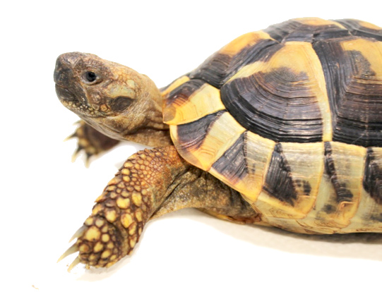 acheter une tortue terrestre les demarches prelables bebesaurus specialiste reptile