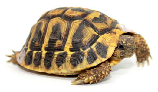 Comment faire hiberner une tortue graeca
