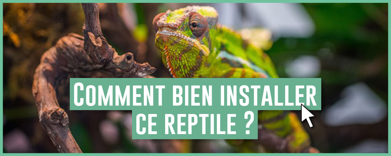 miniaguidecameleon