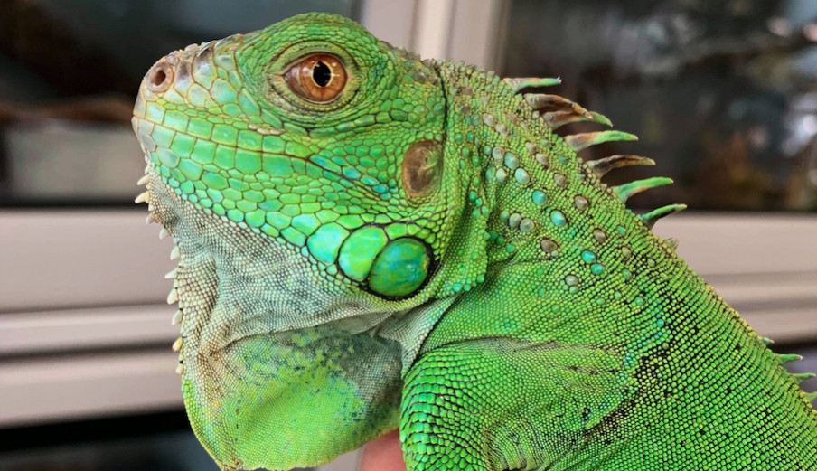 Fiche D Elevage Iguane Vert Iguana Iguana