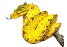 Fiche d'élevage Morelia viridis - Python vert