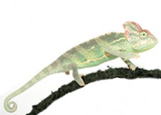 Cameleon Casque Du Yemen Chamaeleo Calyptratus Fiche D Elevage Bebesaurus