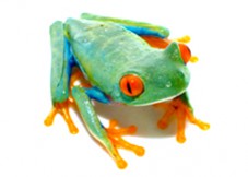 Image réaliste d'une grenouille aux yeux rouges qui vit dans les forêts