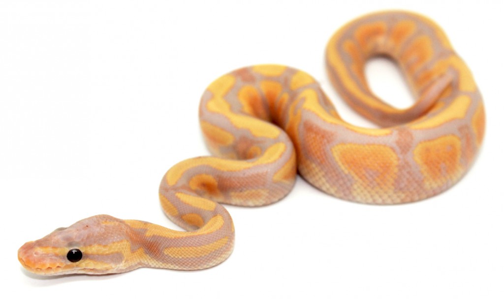Tutoriel Adopter Son Premier Serpent Notre Guide Tutoriel Adopter Son Premier Serpent Notre Guide