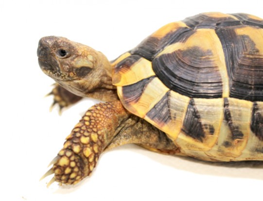 Enclos pour tortues terrestres, Trixie - Bebesaurus