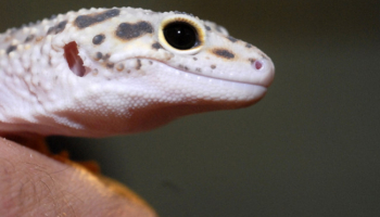 TUTORIEL : matériel pour installer un gecko léopard 