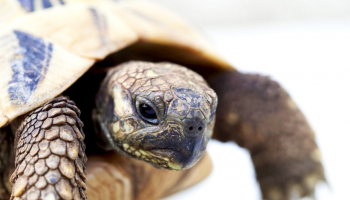 TUTORIEL : Matériel pour tortue d'Hermann