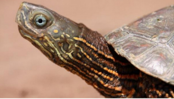 Sauvons l'Émyde lépreuse avec l'A.R.T : Association du Refuge des Tortues