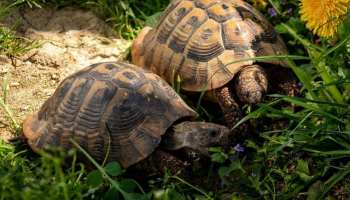Adopter une tortue de terre : tortue d'Hermann