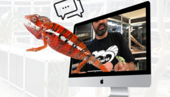 INSTAGRAM-LE DIRECT : Bebesaurus part en live !