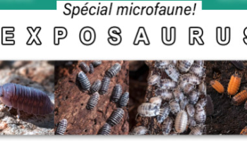 EXPOSAURUS : Spécial microfaune !