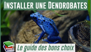 Le guide pour installer des Dendrobates