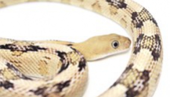 Fiche d'élevage Bogertophis subocularis - Serpent ratier du Trans-Pecos